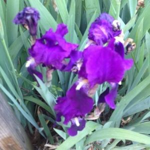 Meet your Posher, Lee